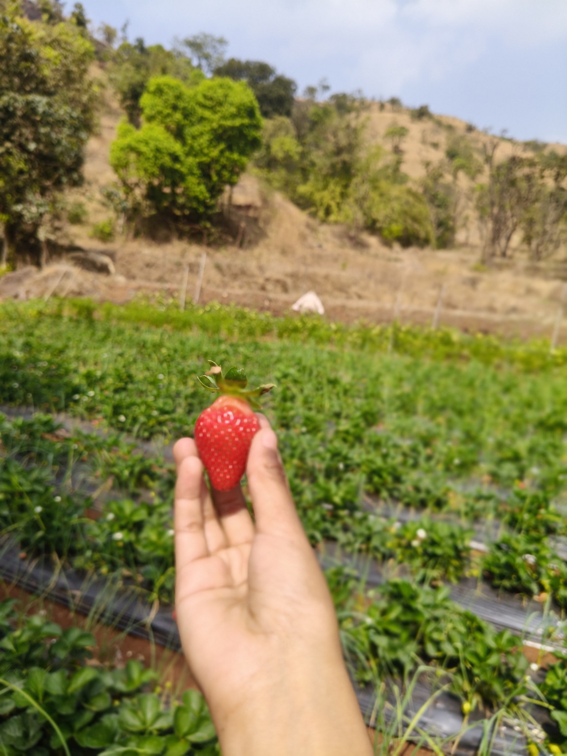 Strawberry farm